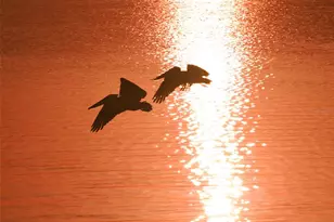 1633 Boathouse Cir, Sarasota, FL 34231 - Photo 60