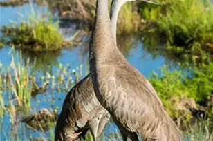 11716 Strandhill Ct, Lakewood Ranch, FL 34202 - Photo 86