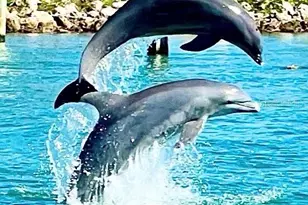 36 N Starboard Dr, Venice, FL 34285 - Photo 30