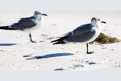 5132 Jungle Plum Road, Sarasota, FL 34242 - Photo 72