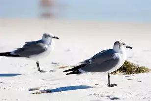 5132 Jungle Plum Rd, Sarasota, FL 34242 - Photo 72