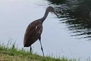 3120 Ringwood Meadow Rd, Sarasota, FL 34235 - Photo 22