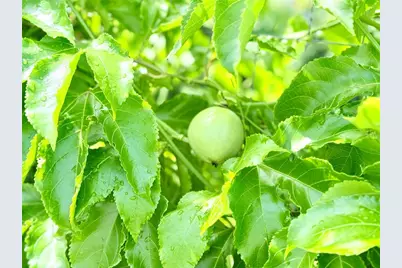 8509 La Boca Avenue, North Port, FL 34287 - Photo 38