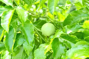 8509 La Boca Ave, North Port, FL 34287 - Photo 38