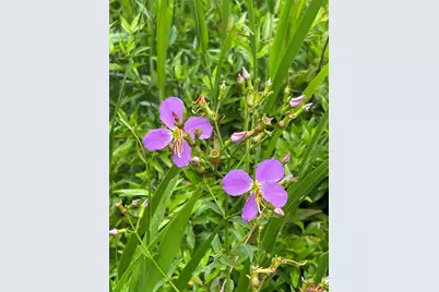 1162 County Road 20A, Hawthorne, FL 32640 - Photo 38