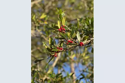 1162 County Road 20A, Hawthorne, FL 32640 - Photo 34