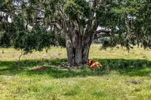 12950 River Rd, Myakka City, FL 34251 - Photo 18