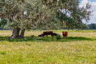 12950 River Rd, Myakka City, FL 34251 - Photo 20