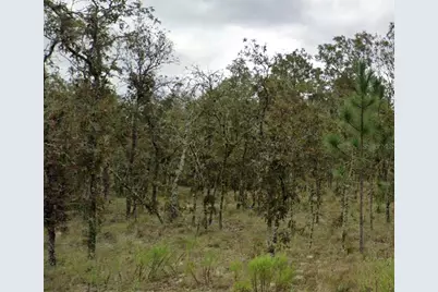 Ne 11th Place, Williston, FL 32696 - Photo 1