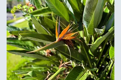 8204 Waterview Boulevard, Lakewood Ranch, FL 34202 - Photo 8