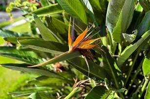 8204 Waterview Blvd, Lakewood Ranch, FL 34202 - Photo 8