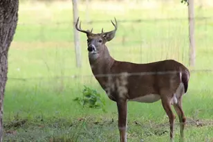 30500 34 Ave E, Myakka City, FL 34251 - Photo 28