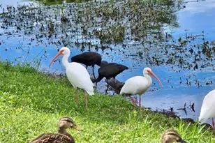 5438 Cartagena Dr, Sarasota, FL 34233 - Photo 56