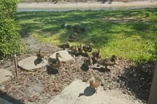 7320 Golf Pointe Cir, Sarasota, FL 34243 - Photo 58