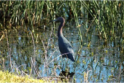 4434 Legacy Court, Sarasota, FL 34241 - Photo 62