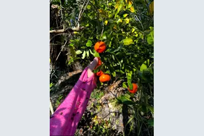 5011 249th St Street E, Myakka City, FL 34251 - Photo 1