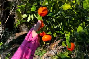 [Address not provided], Myakka City, FL 34251 - Photo 1