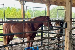 1126 Co Rd 665, Ona, FL 33865 - Photo 84