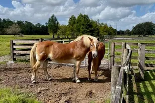 1126 Co Rd 665, Ona, FL 33865 - Photo 6