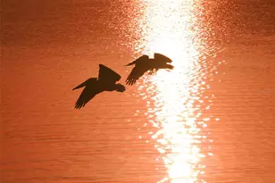 4900 Gulf of Mexico Dr, Longboat Key, FL 34228 - Photo 70