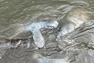 4500 Gulf of Mexico Dr, Longboat Key, FL 34228 - Photo 38