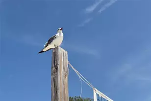 311 76th St NW, Bradenton, FL 34209 - Photo 80