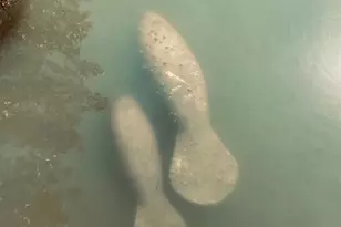 8767 Midnight Pass Rd, Sarasota, FL 34242 - Photo 42