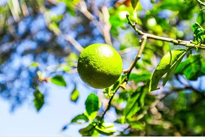 2412 Grove Street, Sarasota, FL 34239 - Photo 38