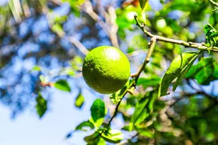 2412 Grove St, Sarasota, FL 34239 - Photo 38