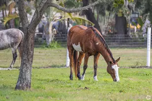 910 Bayshore Dr, Terra Ceia, FL 34250 - Photo 70