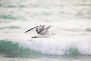 4660 Ocean Blvd, Sarasota, FL 34242 - Photo 52