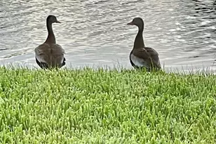 10114 Highland Park Pl, Palmetto, FL 34221 - Photo 34