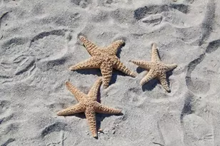 545 Sanctuary Dr, Longboat Key, FL 34228 - Photo 48