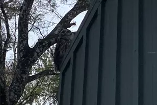 8725 Quail Run Dr, Wesley Chapel, FL 33544 - Photo 76