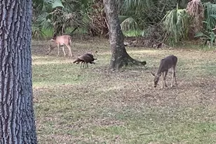 8725 Quail Run Dr, Wesley Chapel, FL 33544 - Photo 72