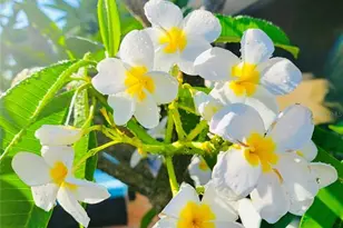 3530 Schwalbe Dr, Sarasota, FL 34235 - Photo 24