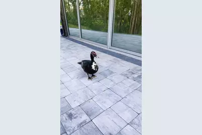 3149 Homasassa Road, Sarasota, FL 34239 - Photo 54