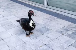 3149 Homasassa Rd, Sarasota, FL 34239 - Photo 54