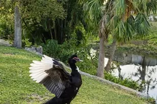 3149 Homasassa Rd, Sarasota, FL 34239 - Photo 56