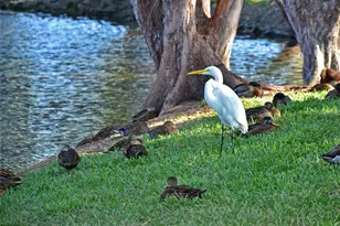 4855 Independence Dr, Bradenton, FL 34210 - Photo 66