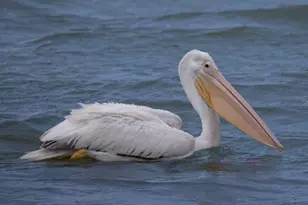 8083 Waterbend Trl, Sarasota, FL 34240 - Photo 54