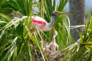 4409 Mt Vernon Dr, Bradenton, FL 34210 - Photo 66