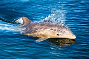 4310 Falmouth Dr, Longboat Key, FL 34228 - Photo 10