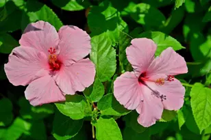 5300 Ocean Blvd, Sarasota, FL 34242 - Photo 42