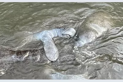 4960 Gulf Of Mexico Drive #206, Longboat Key, FL 34228 - Photo 46