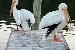 10315 Cortez Rd W St, Bradenton, FL 34210 - Photo 52