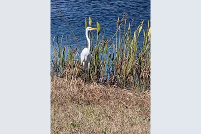 19613 Long Lake Ranch Boulevard, Lutz, FL 33558 - Photo 50