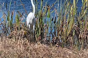 19613 Long Lake Ranch Blvd, Lutz, FL 33558 - Photo 70