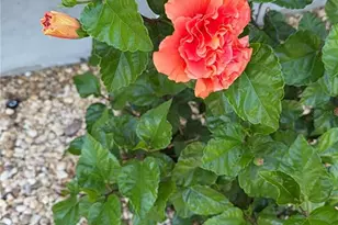 8304 Princess Ct, Palmetto, FL 34221 - Photo 28