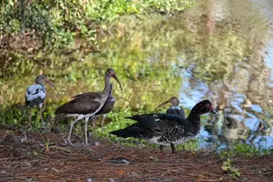 2533 Waldemere St, Sarasota, FL 34239 - Photo 46